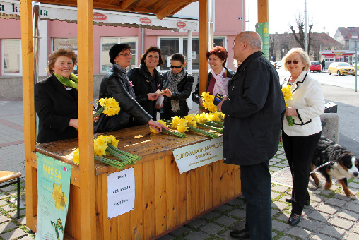 Cvijetom narcisa protiv raka dojke