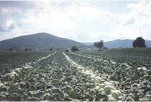 ogulinski kupus ogulinski kupus