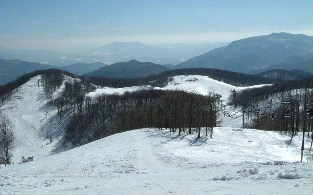 bjelolasica