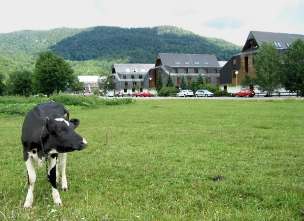 bjelolasica1