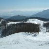 bjelolasica
