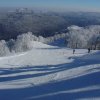 bjelolasica060110-3