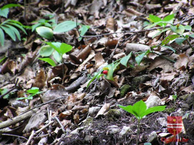 salamon090414m
