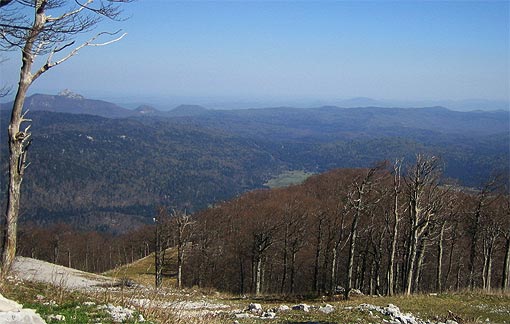 Ogulinske šume Ogulinske šume