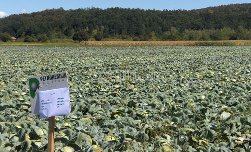 Prezentacija gnojidbenog pokusa i VIP projekta na kupusu