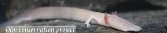 PROTEUS - Projekt zaštite čovječje ribice